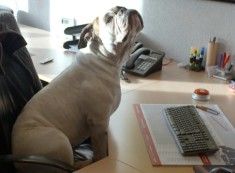 Hond achter toetsenbord